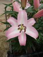 [5610 VH40 No02.JPG]